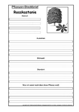 Pflanzensteckbrief-Rosskastanie-SW.pdf